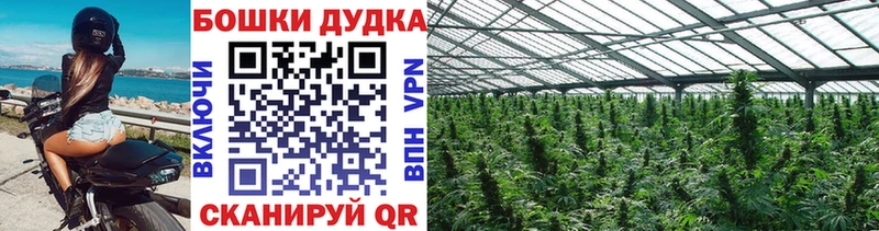 МАРИХУАНА OG Kush  купить наркоту  Новошахтинск 